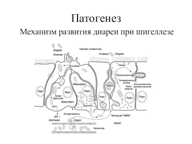 Патогенез Механизм развития диареи при шигеллезе
