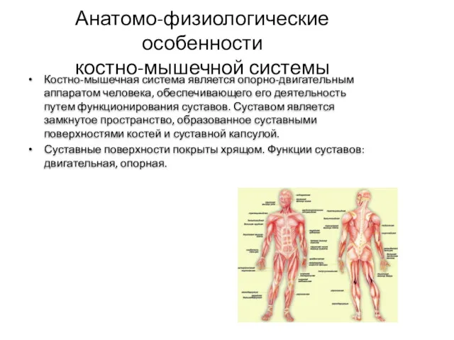 Анатомо-физиологические особенности костно-мышечной системы Костно-мышечная система является опорно-двигательным аппаратом человека,