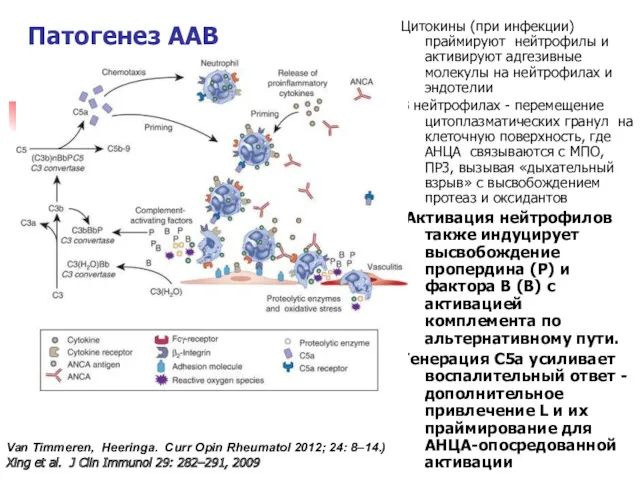 Патогенез ААВ Цитокины (при инфекции) праймируют нейтрофилы и активируют адгезивные