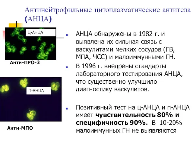 Антинейтрофильные цитоплазматические антитела (АНЦА) АНЦА обнаружены в 1982 г. и