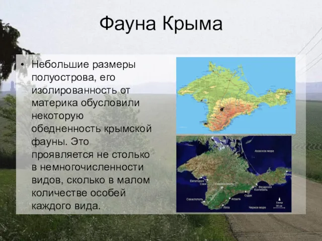 Фауна Крыма Небольшие размеры полуострова, его изолированность от материка обусловили