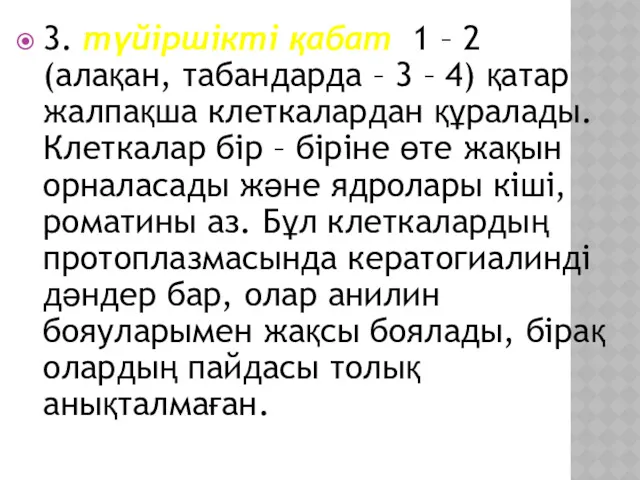 3. түйіршікті қабат 1 – 2 (алақан, табандарда – 3