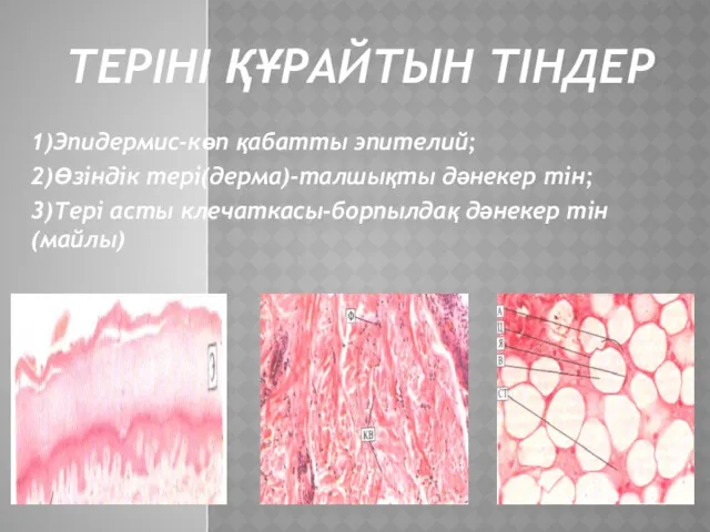 ТЕРІНІ ҚҰРАЙТЫН ТІНДЕР 1)Эпидермис-көп қабатты эпителий; 2)Өзіндік тері(дерма)-талшықты дәнекер тін; 3)Тері асты клечаткасы-борпылдақ дәнекер тін(майлы)