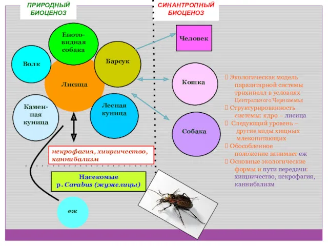 ПРИРОДНЫЙ БИОЦЕНОЗ СИНАНТРОПНЫЙ БИОЦЕНОЗ Лисица Волк Еното-видная собака Барсук Камен-ная