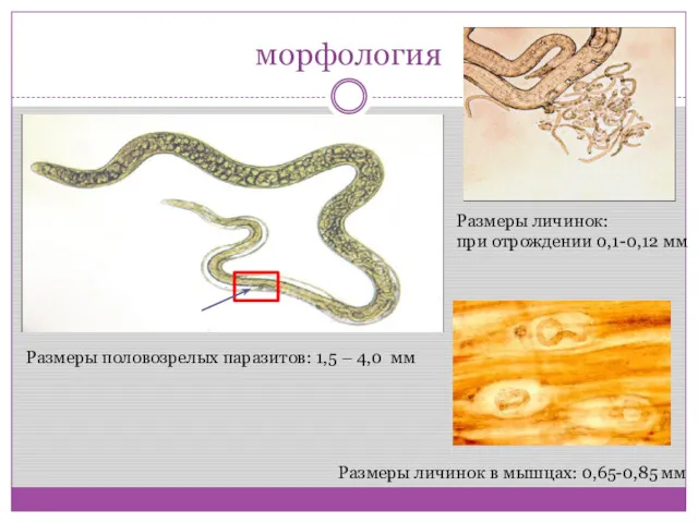 морфология Размеры личинок: при отрождении 0,1-0,12 мм Размеры личинок в