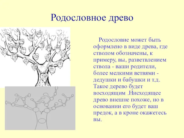 Родословное древо Родословие может быть оформлено в виде древа, где