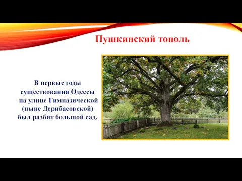 В первые годы существования Одессы на улице Гимназической (ныне Дерибасовской) был разбит большой сад. Пушкинский тополь