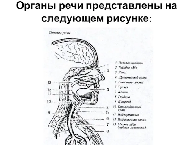 Органы речи представлены на следующем рисунке: .