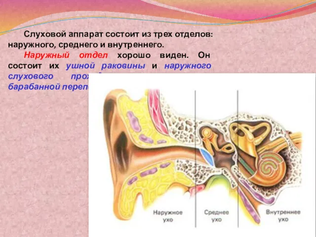 Слуховой аппарат состоит из трех отделов: наружного, среднего и внутреннего.