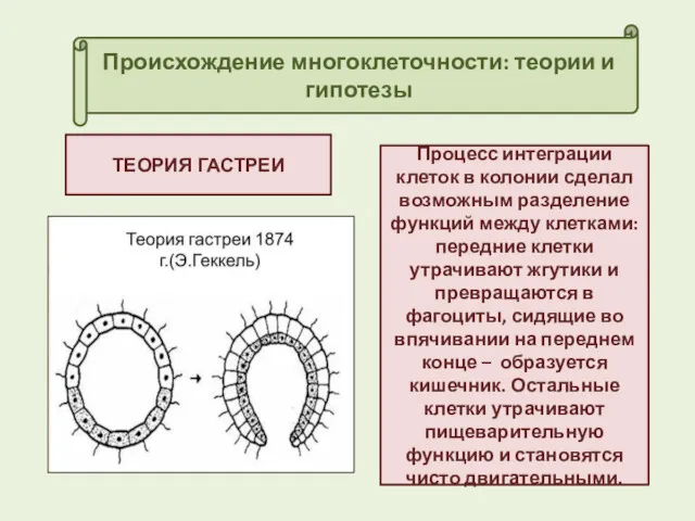 Происхождение многоклеточности: теории и гипотезы ТЕОРИЯ ГАСТРЕИ Процесс интеграции клеток