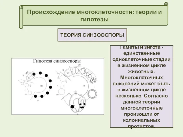 Происхождение многоклеточности: теории и гипотезы ТЕОРИЯ СИНЗООСПОРЫ Гаметы и зигота