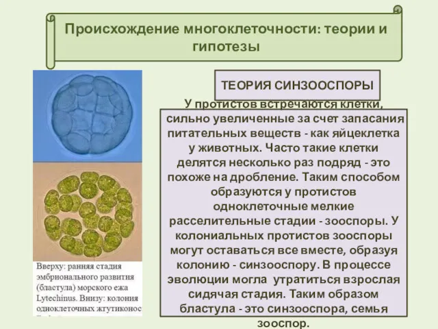 Происхождение многоклеточности: теории и гипотезы ТЕОРИЯ СИНЗООСПОРЫ У протистов встречаются
