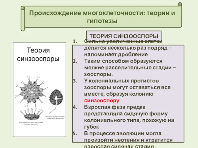 Происхождение многоклеточности: теории и гипотезы ТЕОРИЯ СИНЗООСПОРЫ Сильно увеличенные клетки