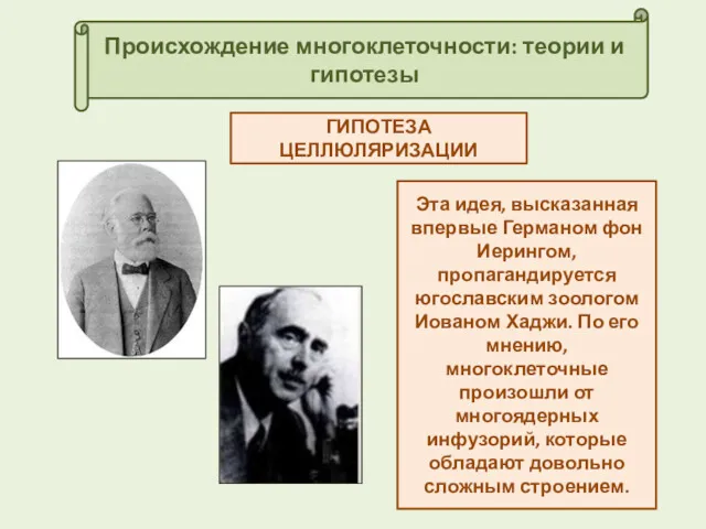 Происхождение многоклеточности: теории и гипотезы ГИПОТЕЗА ЦЕЛЛЮЛЯРИЗАЦИИ Эта идея, высказанная