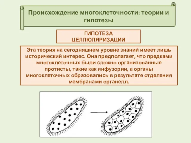 Происхождение многоклеточности: теории и гипотезы ГИПОТЕЗА ЦЕЛЛЮЛЯРИЗАЦИИ Эта теория на