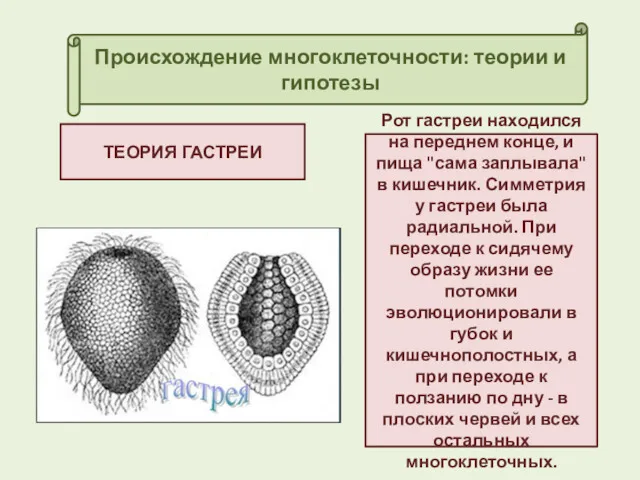 Происхождение многоклеточности: теории и гипотезы ТЕОРИЯ ГАСТРЕИ Рот гастреи находился