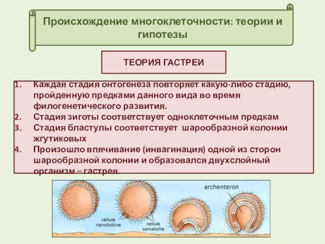 Происхождение многоклеточности: теории и гипотезы ТЕОРИЯ ГАСТРЕИ Каждая стадия онтогенеза