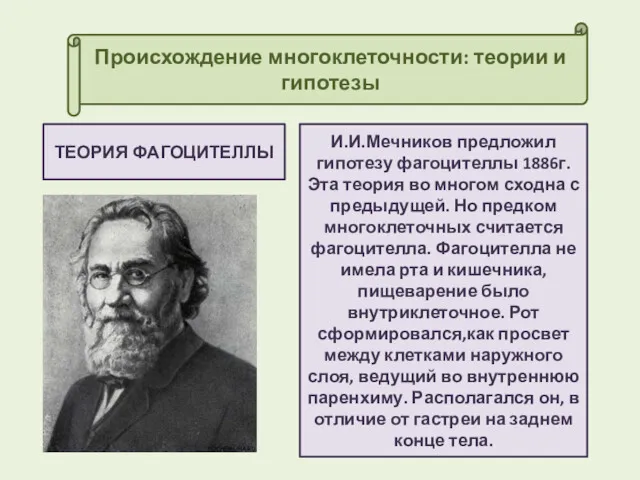 Происхождение многоклеточности: теории и гипотезы ТЕОРИЯ ФАГОЦИТЕЛЛЫ И.И.Мечников предложил гипотезу