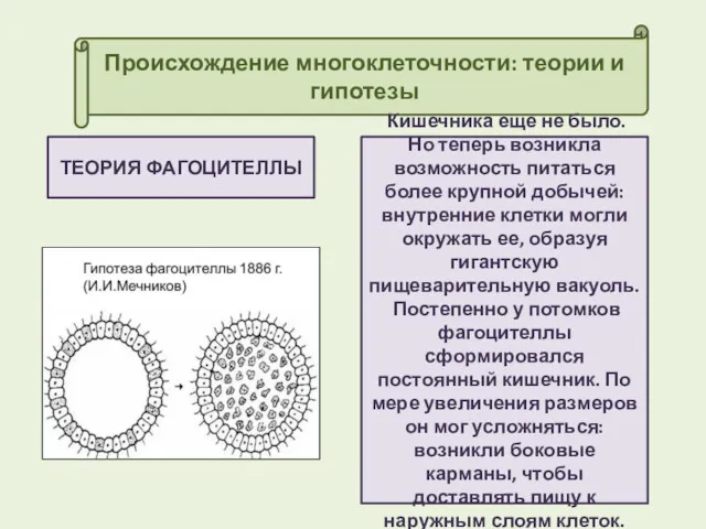 Происхождение многоклеточности: теории и гипотезы ТЕОРИЯ ФАГОЦИТЕЛЛЫ Кишечника еще не