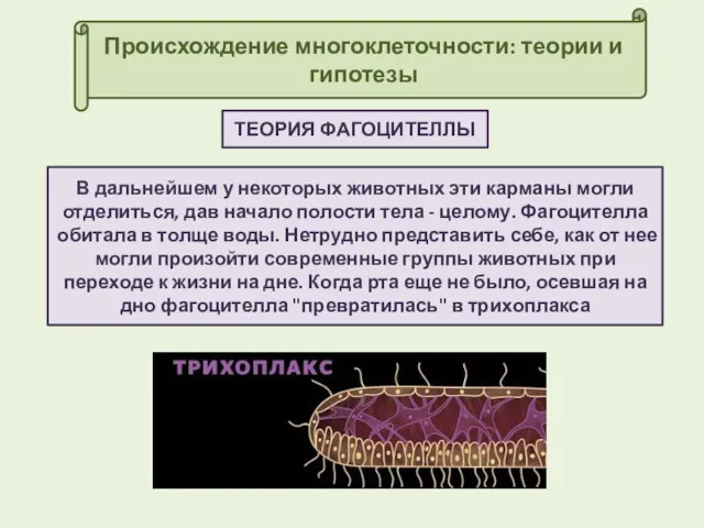 Происхождение многоклеточности: теории и гипотезы ТЕОРИЯ ФАГОЦИТЕЛЛЫ В дальнейшем у