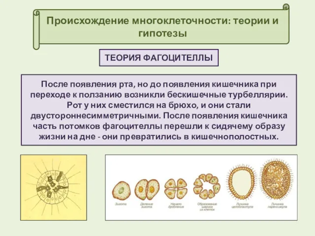 Происхождение многоклеточности: теории и гипотезы ТЕОРИЯ ФАГОЦИТЕЛЛЫ После появления рта,