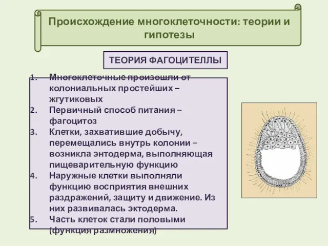 Происхождение многоклеточности: теории и гипотезы ТЕОРИЯ ФАГОЦИТЕЛЛЫ Многоклеточные произошли от