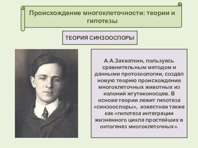 Происхождение многоклеточности: теории и гипотезы ТЕОРИЯ СИНЗООСПОРЫ А.А.Захваткин, пользуясь сравнительным