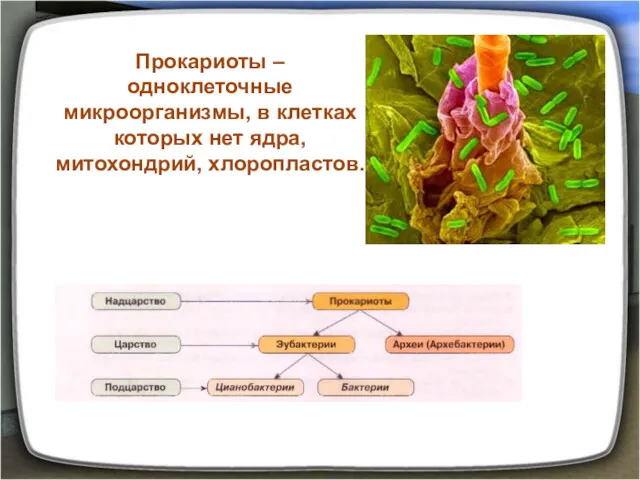 Прокариоты – одноклеточные микроорганизмы, в клетках которых нет ядра, митохондрий, хлоропластов.