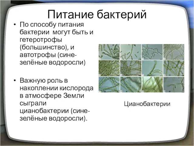 Питание бактерий По способу питания бактерии могут быть и гетеротрофы
