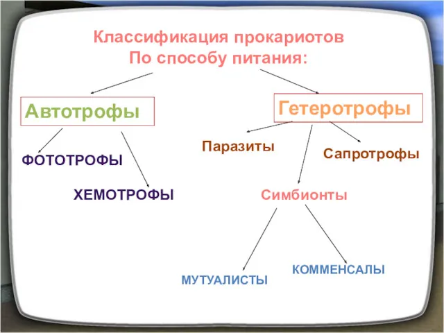 Классификация прокариотов По способу питания: Автотрофы Гетеротрофы ФОТОТРОФЫ ХЕМОТРОФЫ Паразиты Симбионты МУТУАЛИСТЫ КОММЕНСАЛЫ Сапротрофы