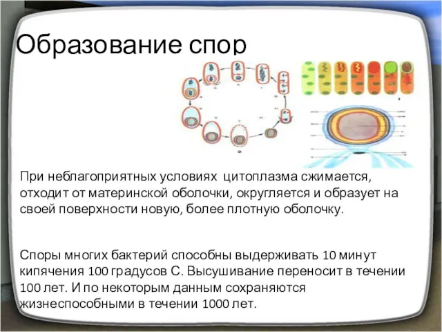 Образование спор При неблагоприятных условиях цитоплазма сжимается, отходит от материнской