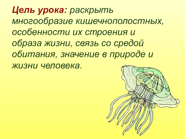 Цель урока: раскрыть многообразие кишечнополостных, особенности их строения и образа