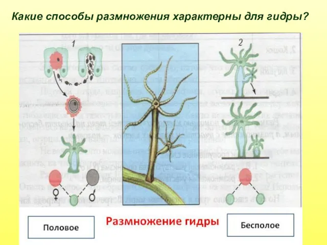 Какие способы размножения характерны для гидры?