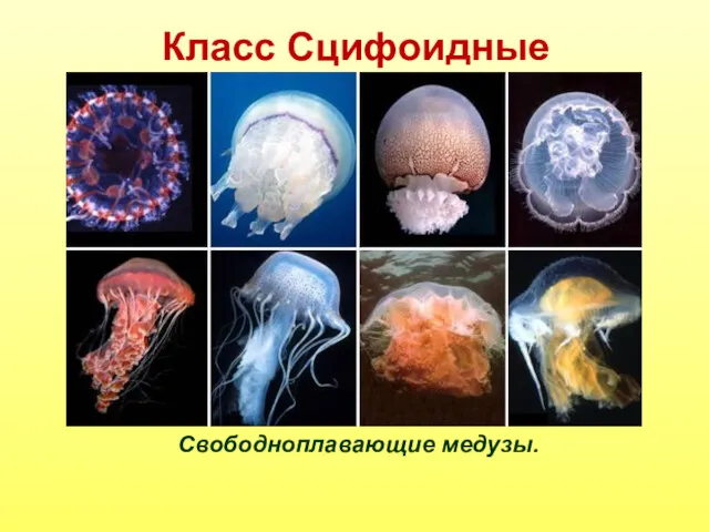 Класс Сцифоидные Свободноплавающие медузы.