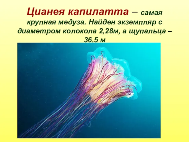 Цианея капилатта – самая крупная медуза. Найден экземпляр с диаметром