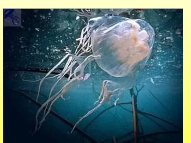 Медуза морская оса- самая ядовитая медуза