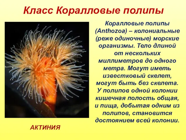 Класс Коралловые полипы Коралловые полипы (Anthozoa) – колониальные (реже одиночные)