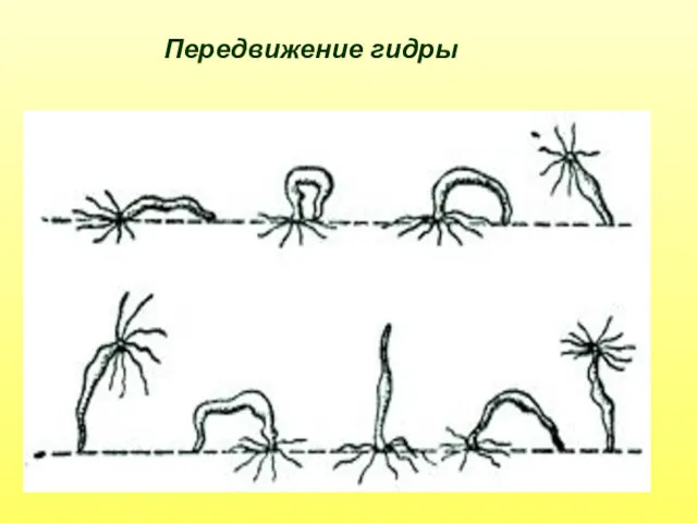 Передвижение гидры