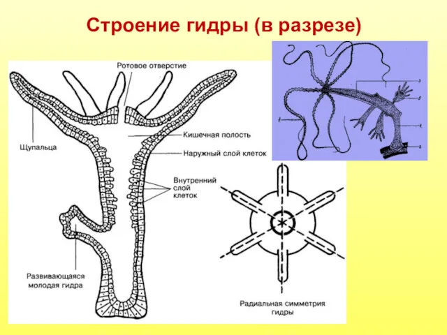 Строение гидры (в разрезе)