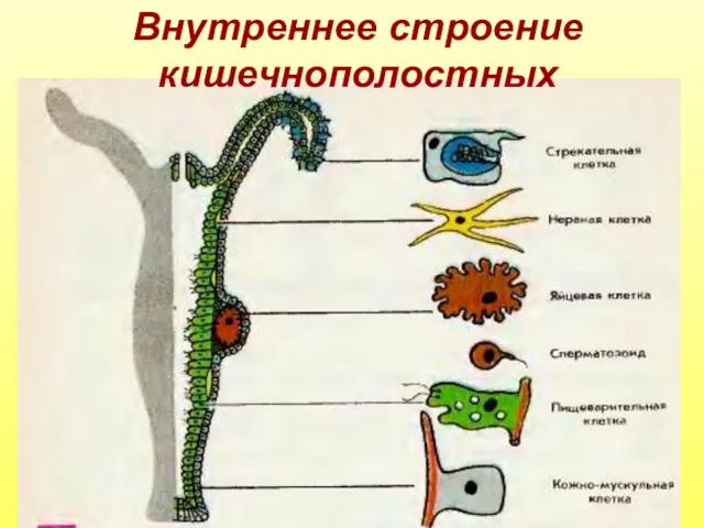 Внутреннее строение кишечнополостных