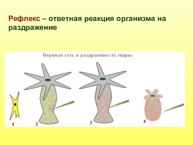 Рефлекс – ответная реакция организма на раздражение