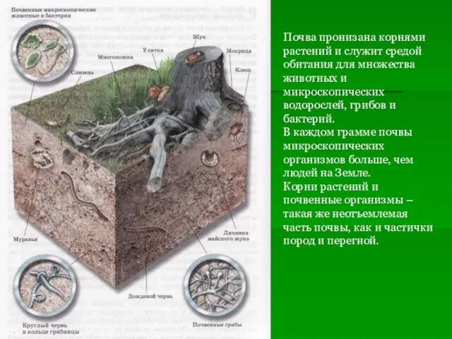 Почва пронизана корнями растений и служит средой обитания для множества