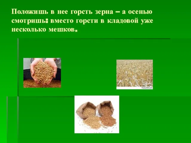 Положишь в нее горсть зерна – а осенью смотришь: вместо горсти в кладовой уже несколько мешков.