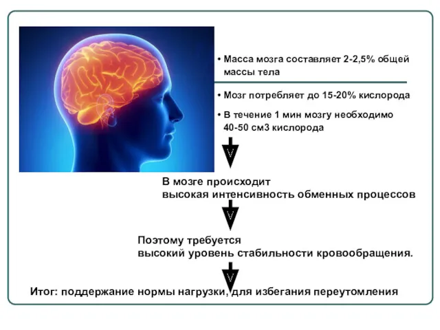 Масса мозга составляет 2-2,5% общей массы тела Мозг потребляет до