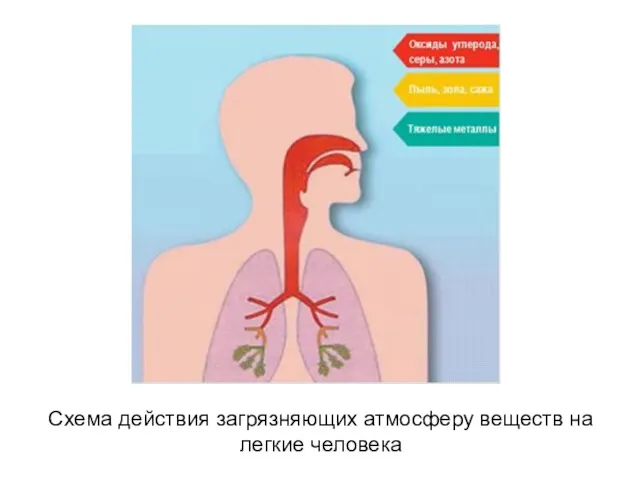 Схема действия загрязняющих атмосферу веществ на легкие человека