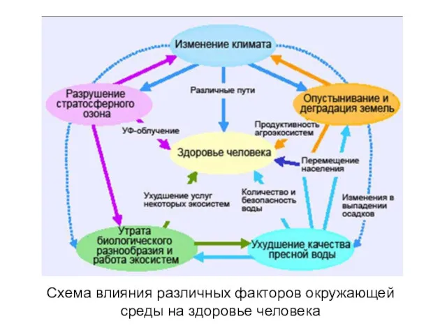 Схема влияния различных факторов окружающей среды на здоровье человека