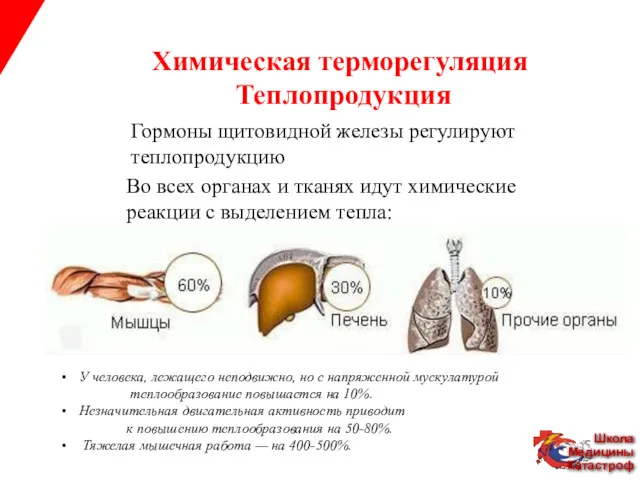 Химическая терморегуляция Теплопродукция Гормоны щитовидной железы регулируют теплопродукцию Во всех