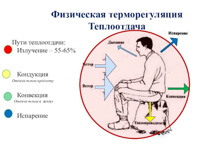 Физическая терморегуляция Теплоотдача Пути теплоотдачи: Излучение – 55-65% Кондукция Отдача