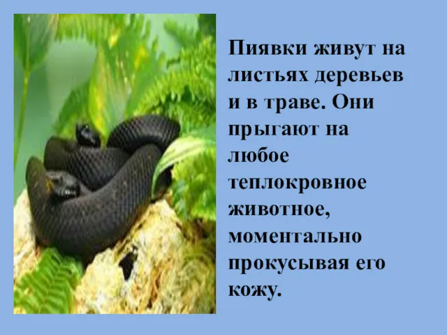 Пиявки живут на листьях деревьев и в траве. Они прыгают