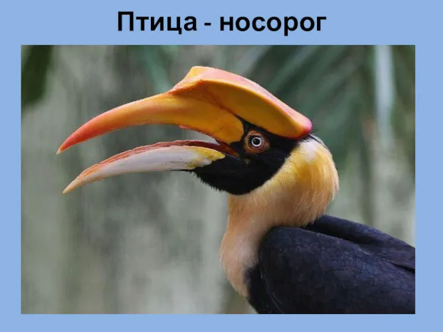 Птица - носорог